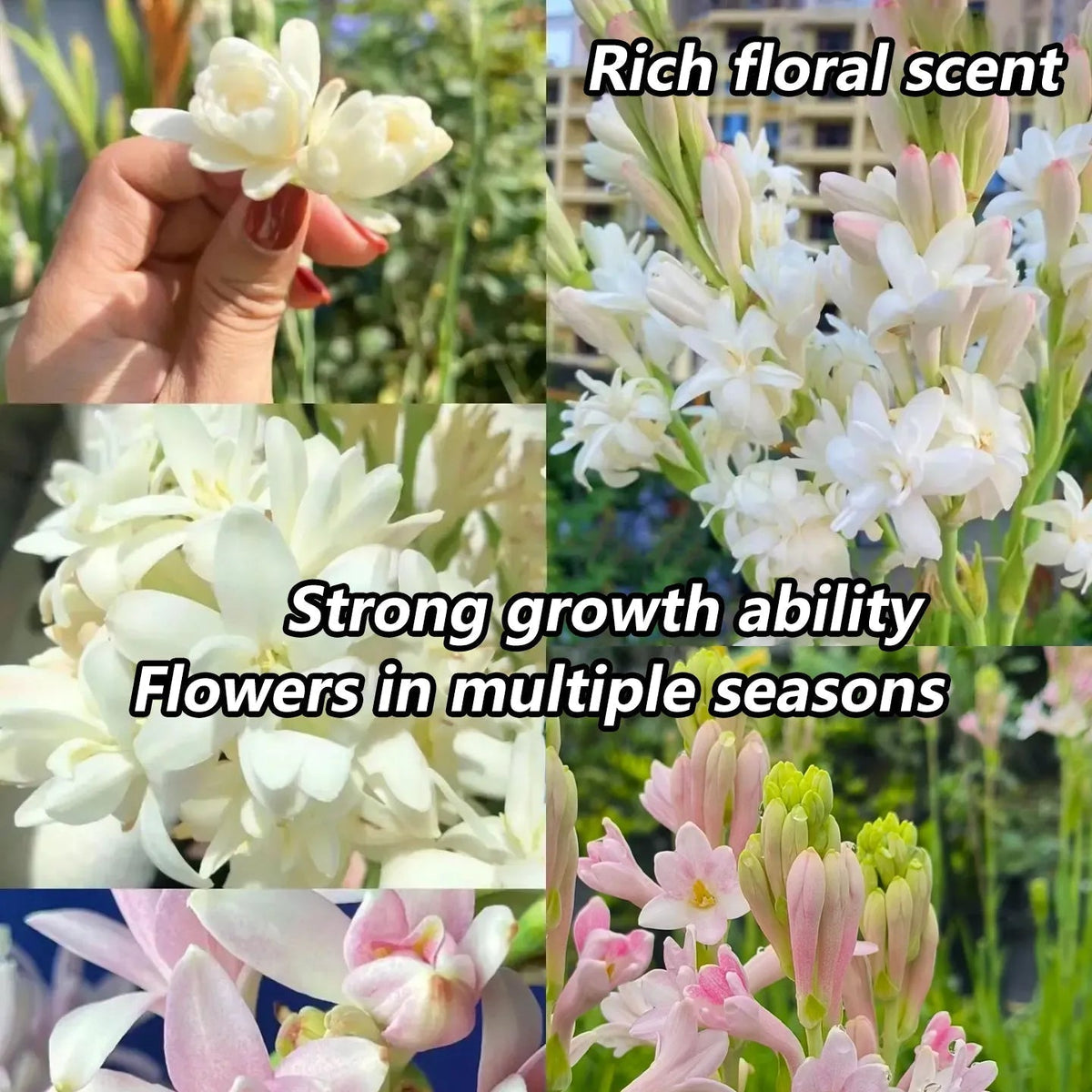 Petalizy™ Tuberose Rajnigandha Seeds (Pack of 2)