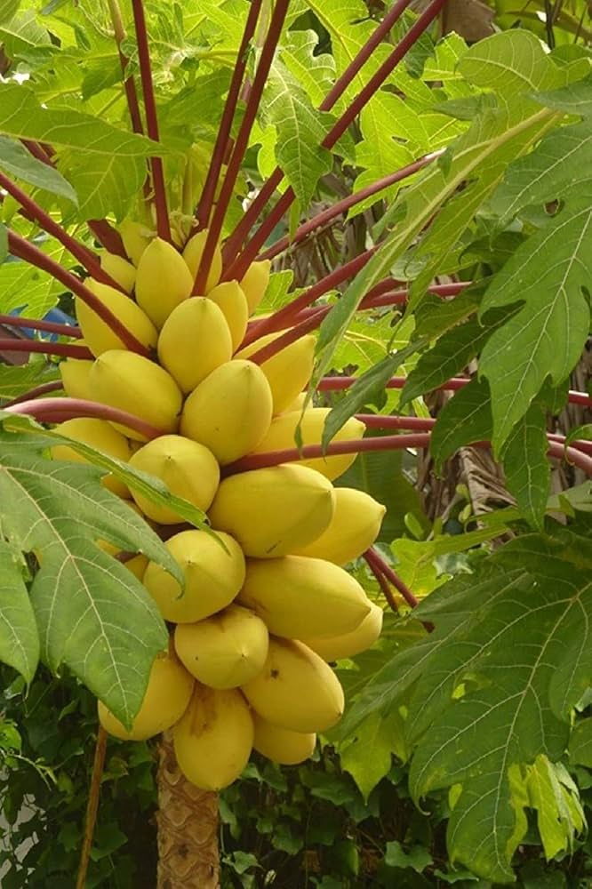 Special Golden Papaya Seeds (50 seeds)
